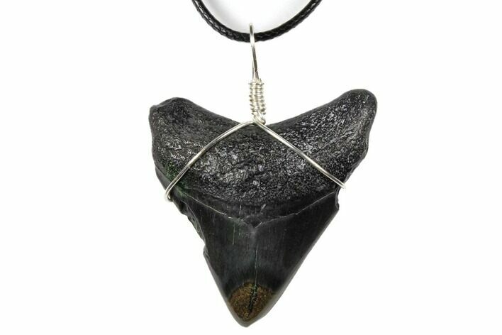 2.1" Fossil Megalodon Tooth Necklace
